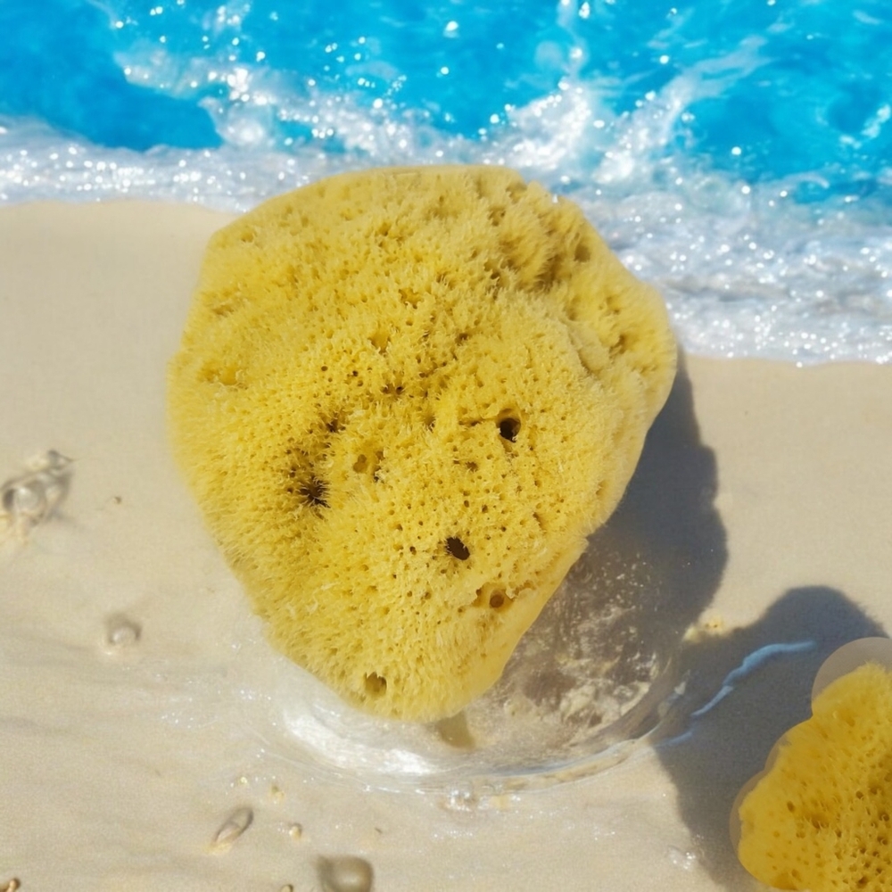Atlanta Sea Sponge Facial Spa Microdermabrasion Treatment Sponge